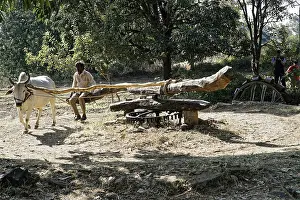Indian Animal Husbandry Impressions: An ox pulls a wagon, driven by a man