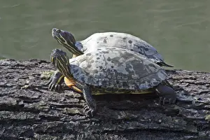 Reptile Images Impressions: A pair of turtles