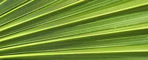 Summer Holiday Concept Impressions: Palm leaf texture for background