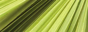 Summer Holiday Concept Impressions: Palm leaf texture for background