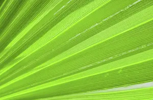 Palm Leaf Texture Impressions: Palm leaf texture for background