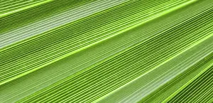 Summer Holiday Concept Impressions: Palm leaf texture for background