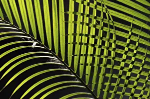 Palm Leaf Pattern Impressions: Palm leaves, pattern