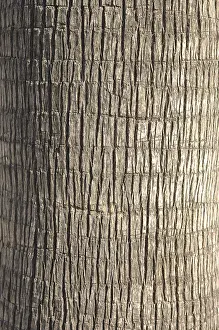 Deserted Palm Trees Impressions: Palm tree, section from the trunk