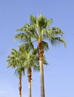 Deserted Palm Tree Landscape Impressions: Three palm trees