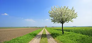 Spring Landscape Germany Impressions: Panorama, field path through fields in spring