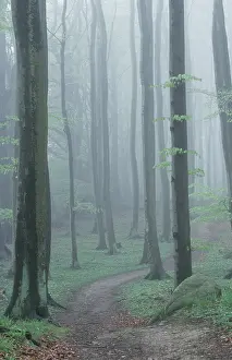 European Beech Tree Forest Impressions: Path in Beech Forest in spring