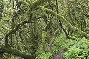 Laurel Forest Spain Impressions: Path in the cloud forest, laurel forest