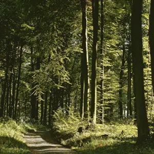 Baden Wurttemberg Landscape Impressions: Path through deciduous forest in summer
