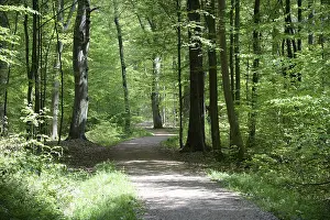 Deserted Hiking Trail Impressions: Path, forest path, forest, forest