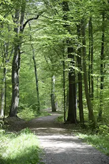 Beech Forest Scenery Impressions: Path, forest path, forest, forest