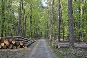 Wooded Landscape Impressions: Path, forest road, tree trunks