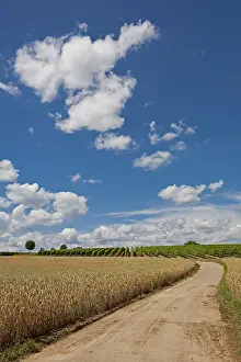 Vineyard Path Germany Impressions: Path between grain and vine fields