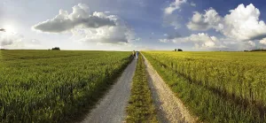 Bavarian Countryside View Impressions: Path leading through corn fields at sunset