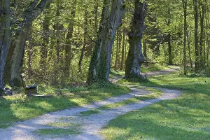 Resting Benches In Nature Impressions: Path, Park, Bench, Forest, Spring