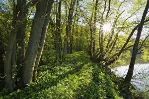 Deserted Valley Germany Impressions: path on riverside in spring with sun
