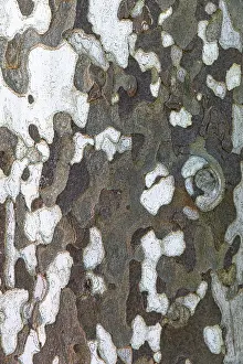 Deciduous Tree Structure Impressions: Patterned bark of a plane tree