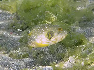 Images datées du 2 août 2024: Print patterned pufferfish seagrass
