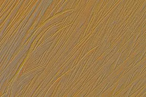 Wood Grain Texture Impressions: Patterns in a tree trunk