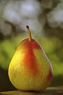 Fresh Pear Impressions: Pear