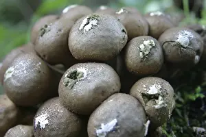 Edible Mushrooms Nature Impressions: Pear dusters