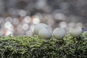 Emsland Nature Walk Impressions: Pear dusters (Apioperdon pyriforme)