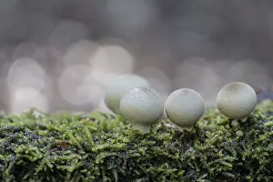 Apioperdon Pyriforme Edible Impressions: Pear dusters (Apioperdon pyriforme)