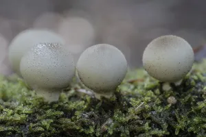 Apioperdon Pyriforme Edible Impressions: Pear dusters (Apioperdon pyriforme)