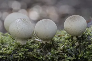 Apioperdon Pyriforme Edible Impressions: Pear dusters (Apioperdon pyriforme)