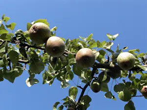 Colorful Vegetation Impressions: Pears