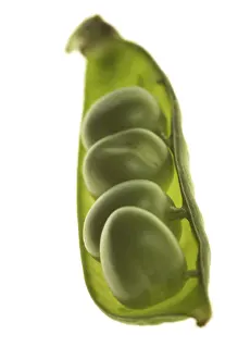 Close Up Macro Photography Impressions: Peas