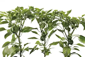 Cut Out Vegetable Images Impressions: Pepper plants (Capsicum)