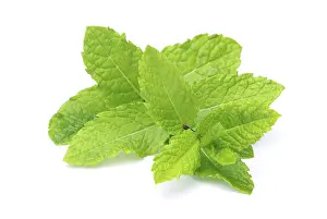 Fragrant Plant Impressions: Peppermint, peppermint