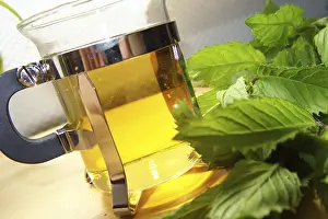Medicinal Plant Uses Impressions: Peppermint tea
