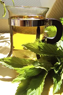 Lamiales Family Plants Impressions: Peppermint tea