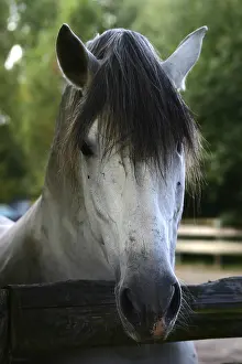 No People Horse Images Impressions: Pferde