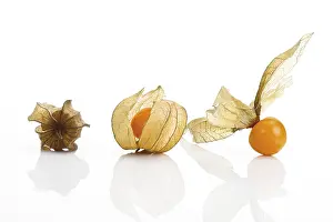 Fresh Fruit Cutouts Impressions: Physalis