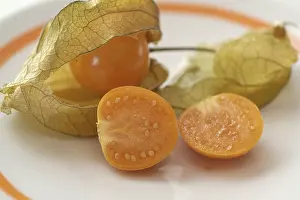 Physalis Fruit Impressions: Physalis