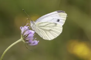 Impressions de Pieris napi, RapsweiBling, Grunader-WeiBling, GrunaderweiBling auf einer Skabiosen-Blute - Pieris napi, appelée Green-veined white Blanc à Nervures Vertes Impressions: Pieris napi, Rapsodie bleue.