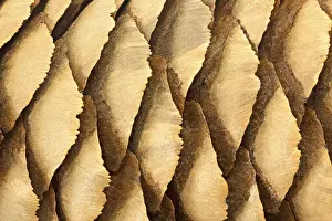 Macro Photography Impressions: Pine cone macro as background