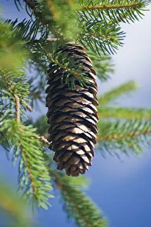 Daytime Plant Life Impressions: Pine cone on a tree