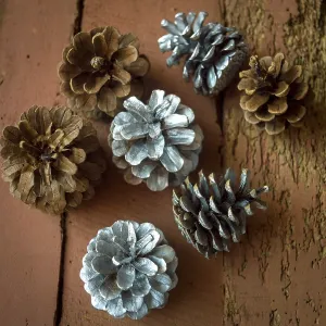 Pine Cone Images Impressions: Pine cones