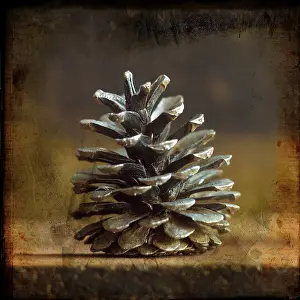 Christmas Pine Cones Impressions: Pine cones