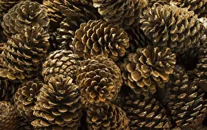 Italian Stone Pine Impressions: Pine cones of the pine tree in view