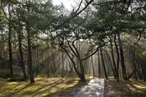 Coniferous Tree Photography Impressions: Pine forest