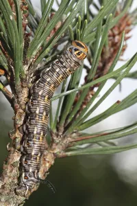 Pine Hawk Moth Impressions: Pine Hawk Moth