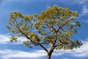 Coniferous Trees Impressions: Pine, pine tree (Pinaceae), pine