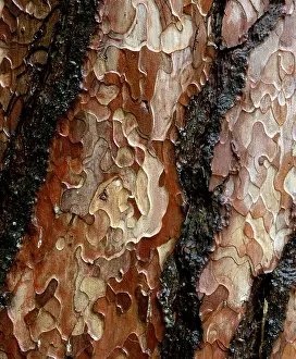 Close Up Pine Bark Impressions: Pine tree bark