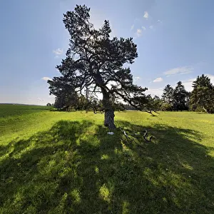 Central Europe Nature Views Impressions: Pine Tree (Pinus) with backlight