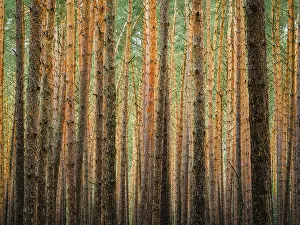 Protected Area Conservation Zone Impressions: Pine trunks in line and structure